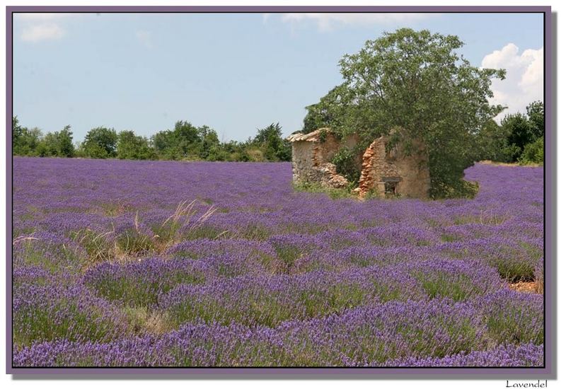 Lavendelfelder in der Provence