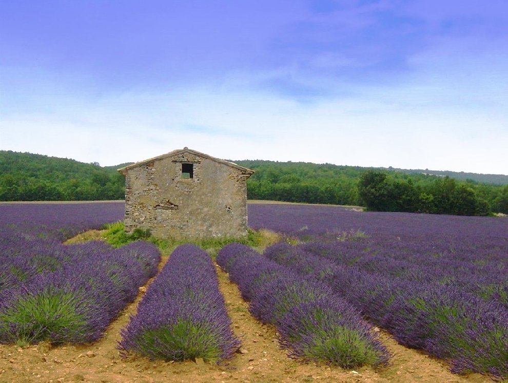 Lavendelfelder in der Provence