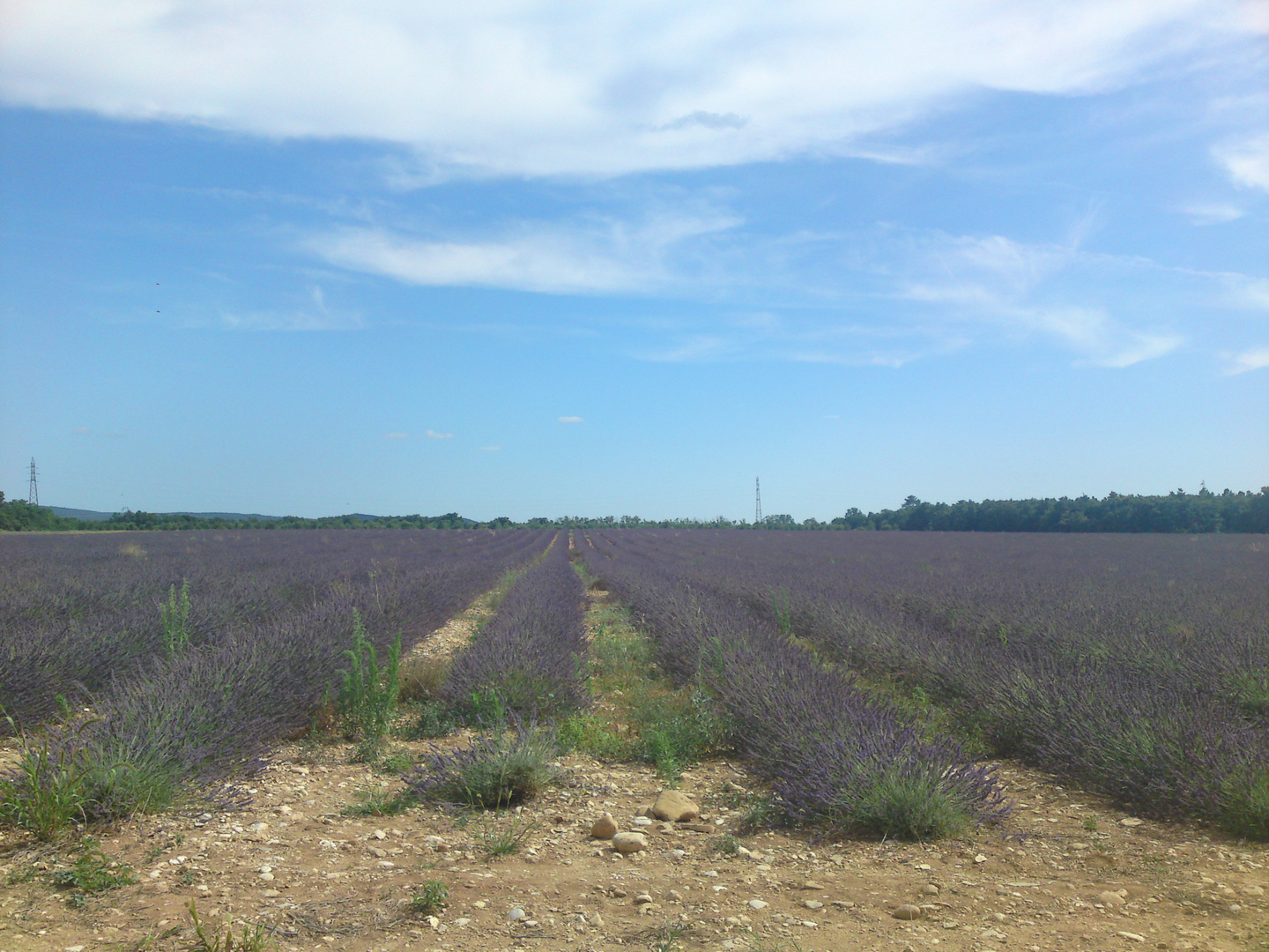 Lavendelfelder in Südfrankreich