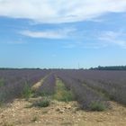 Lavendelfelder in Südfrankreich