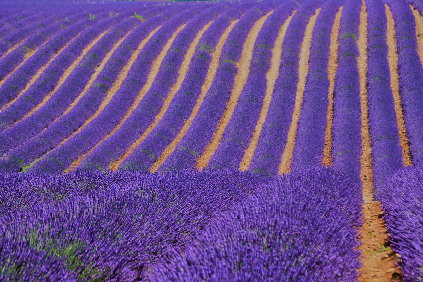 Lavendelfelder Provence