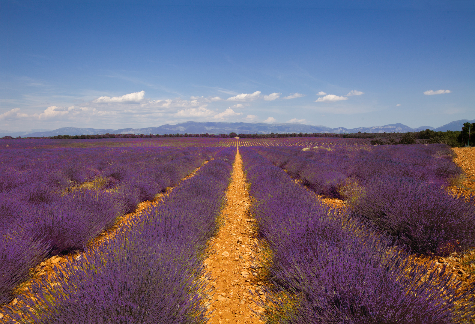 Lavendelfelder Provence