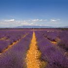 Lavendelfelder Provence