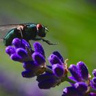 Lavendelfliege? Fliegenlavendel?