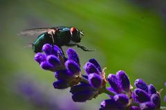 Lavendelfliege? Fliegenlavendel?