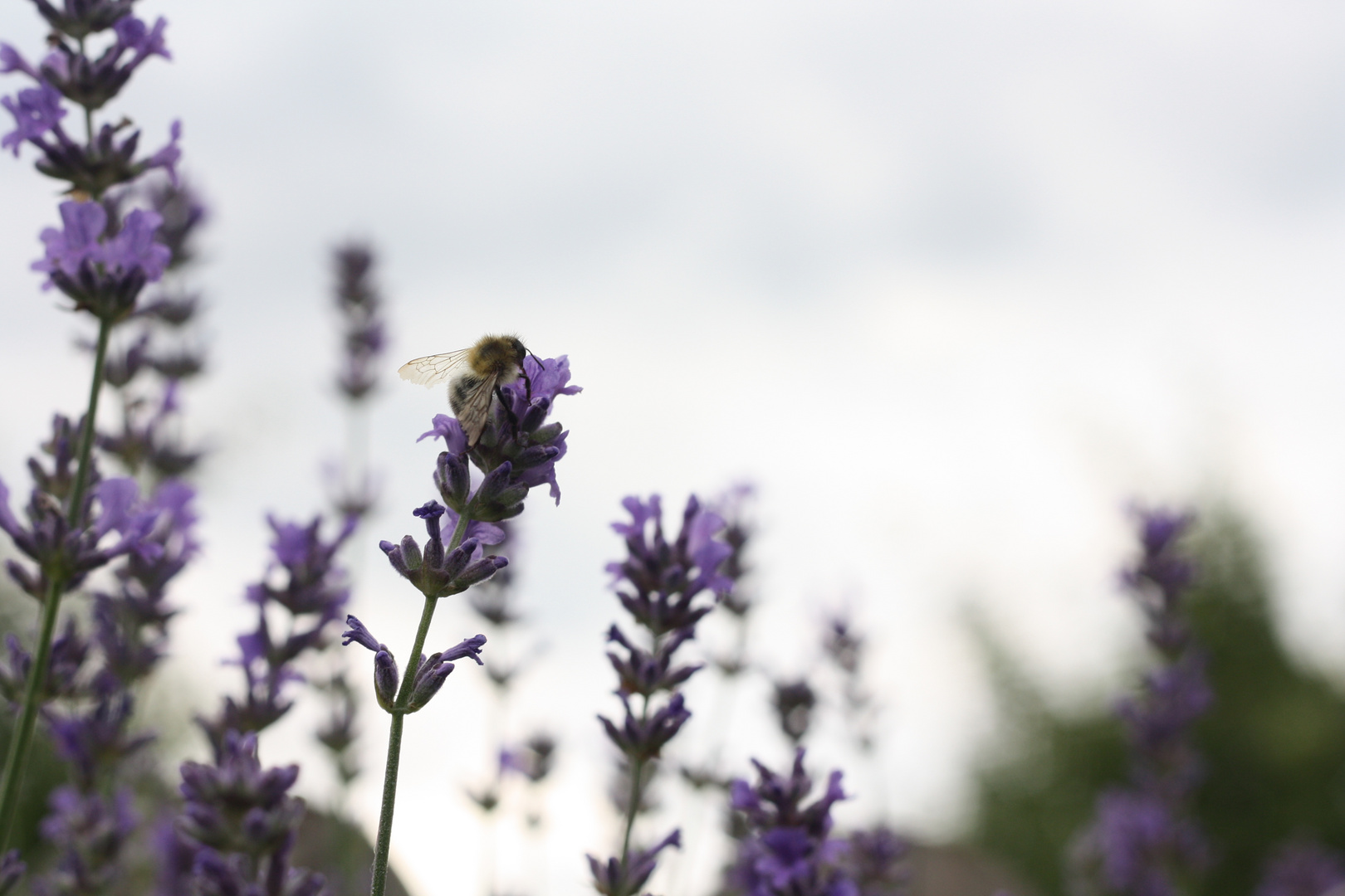 Lavendelgehummel