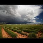 Lavendelgewitter