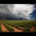 Lavendelgewitter