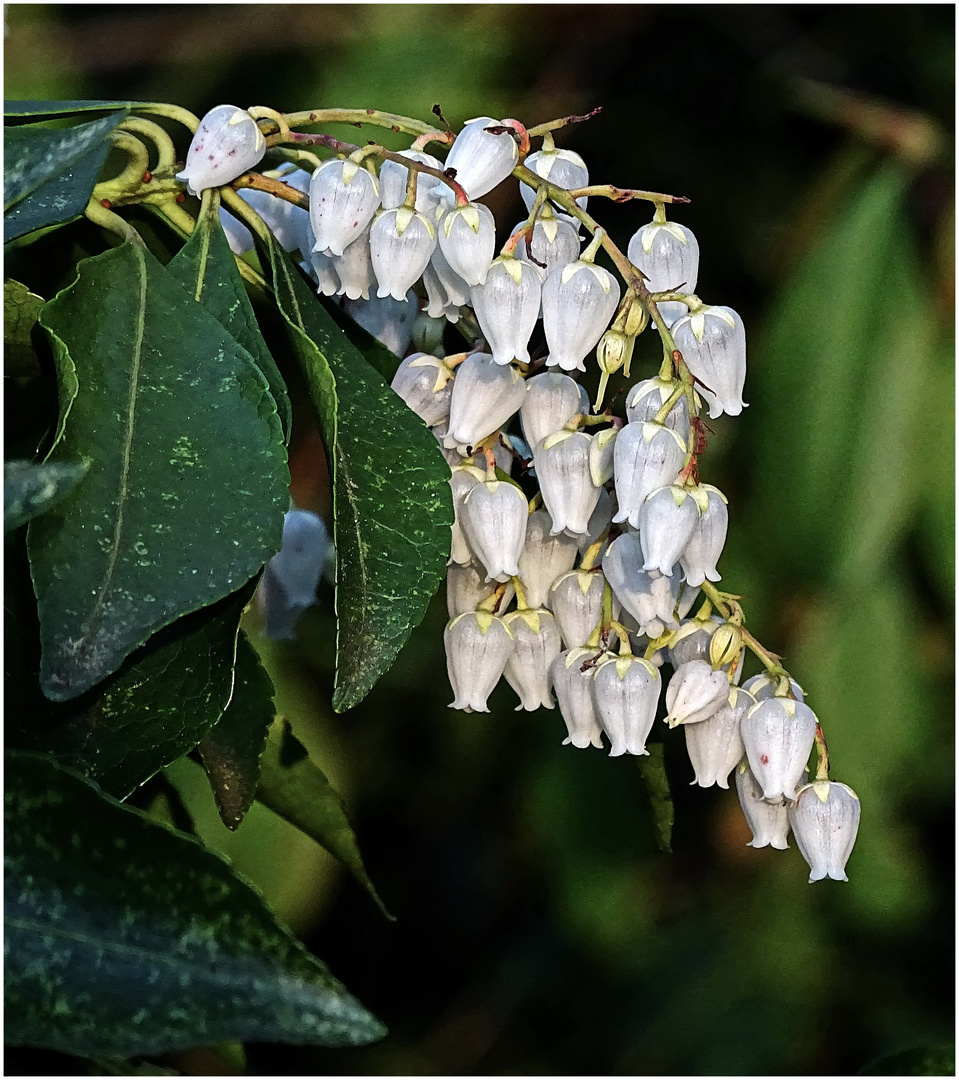 Lavendelheide (Pieris)