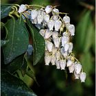 Lavendelheide (Pieris)