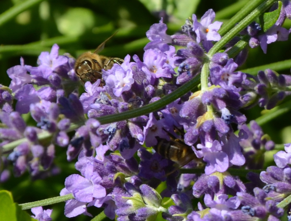 Lavendelhonig für hesische Bienen.