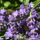 Lavendelhonig für hesische Bienen.