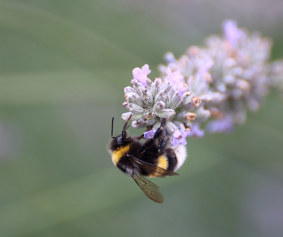 Lavendelhummel