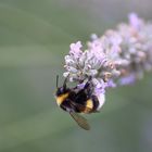 Lavendelhummel