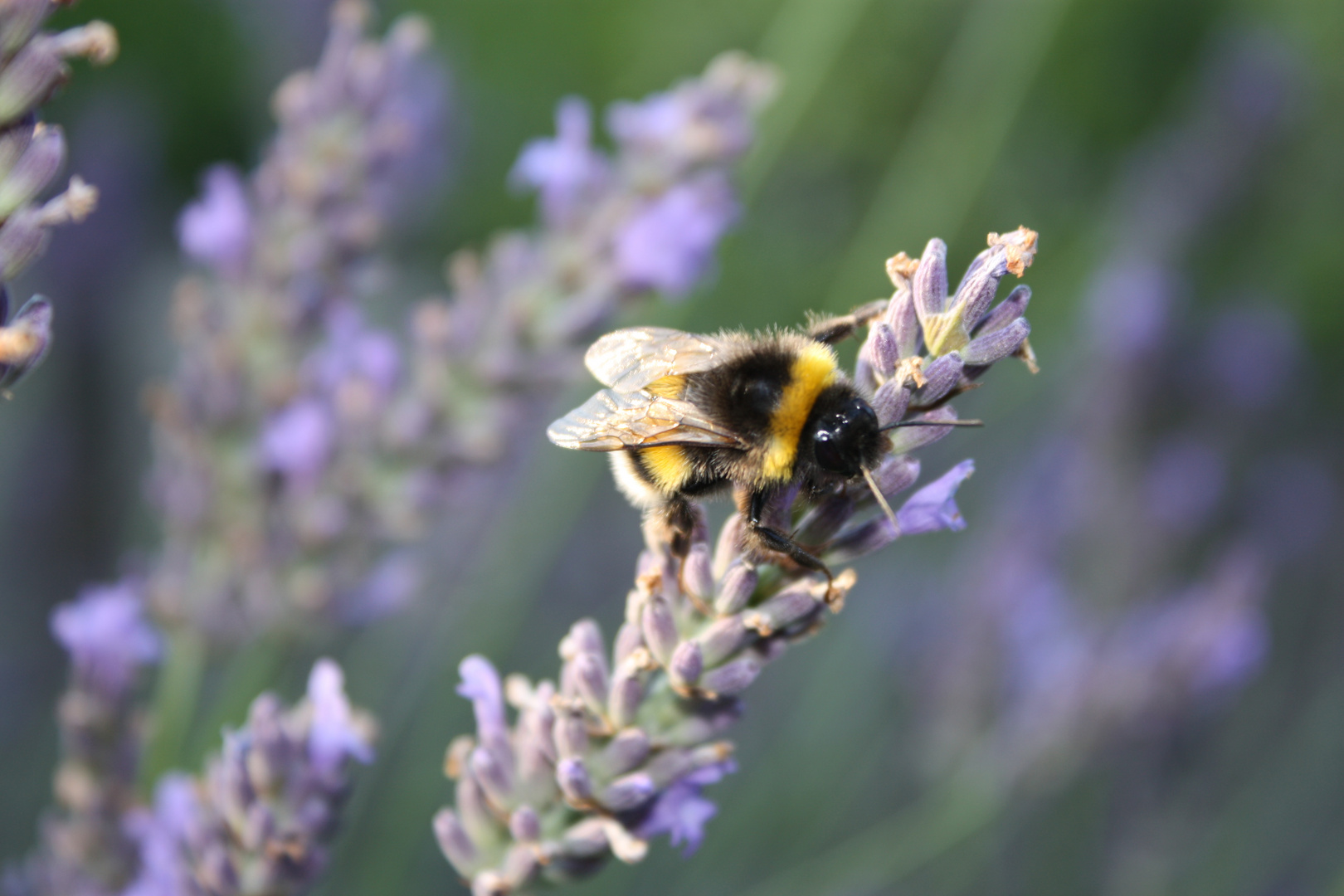 Lavendelhummel