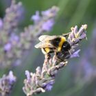 Lavendelhummel