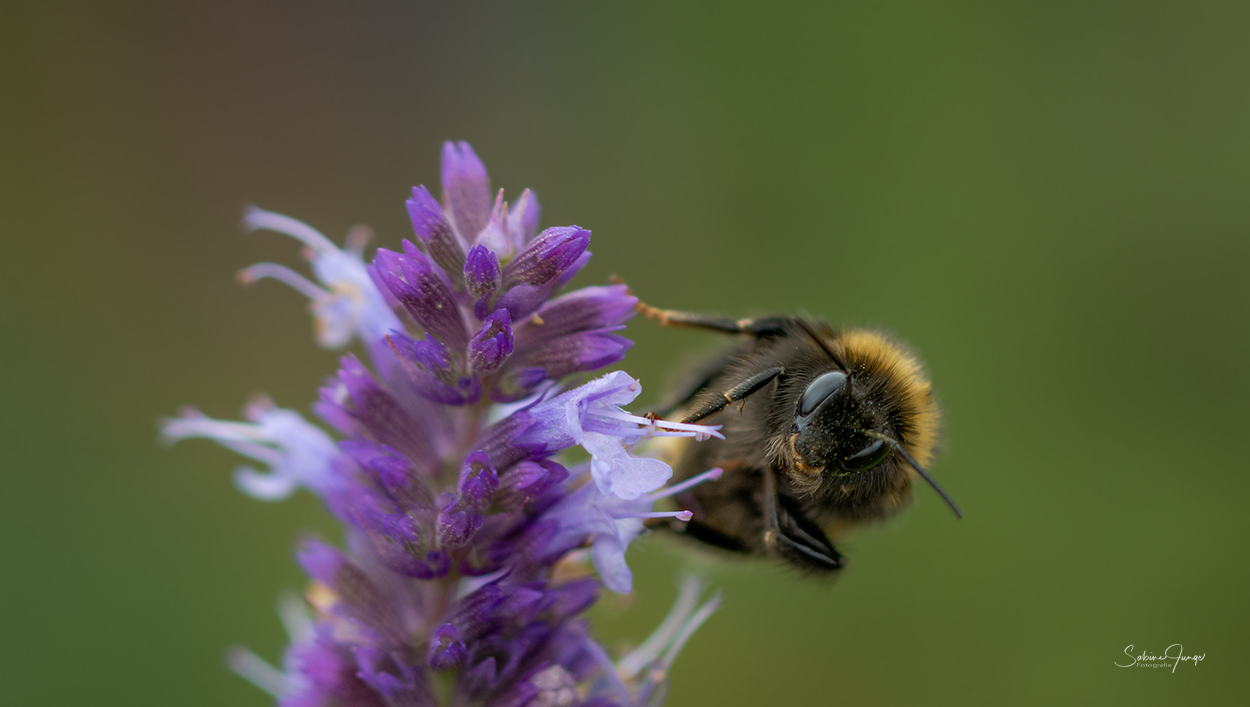 Lavendelhummel