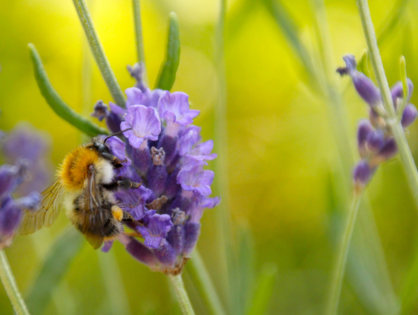 Lavendelhummel 