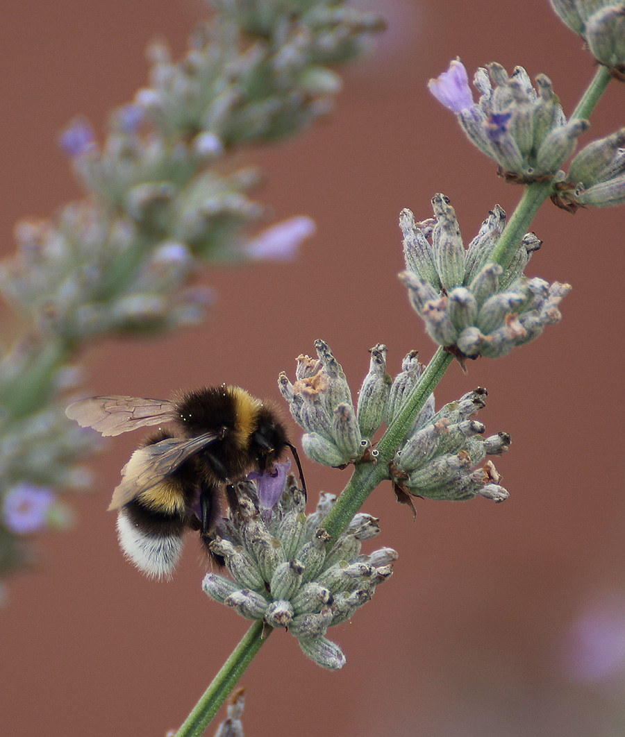 Lavendelhummel II