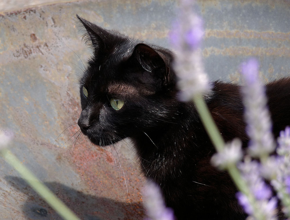 lavendel.katze...