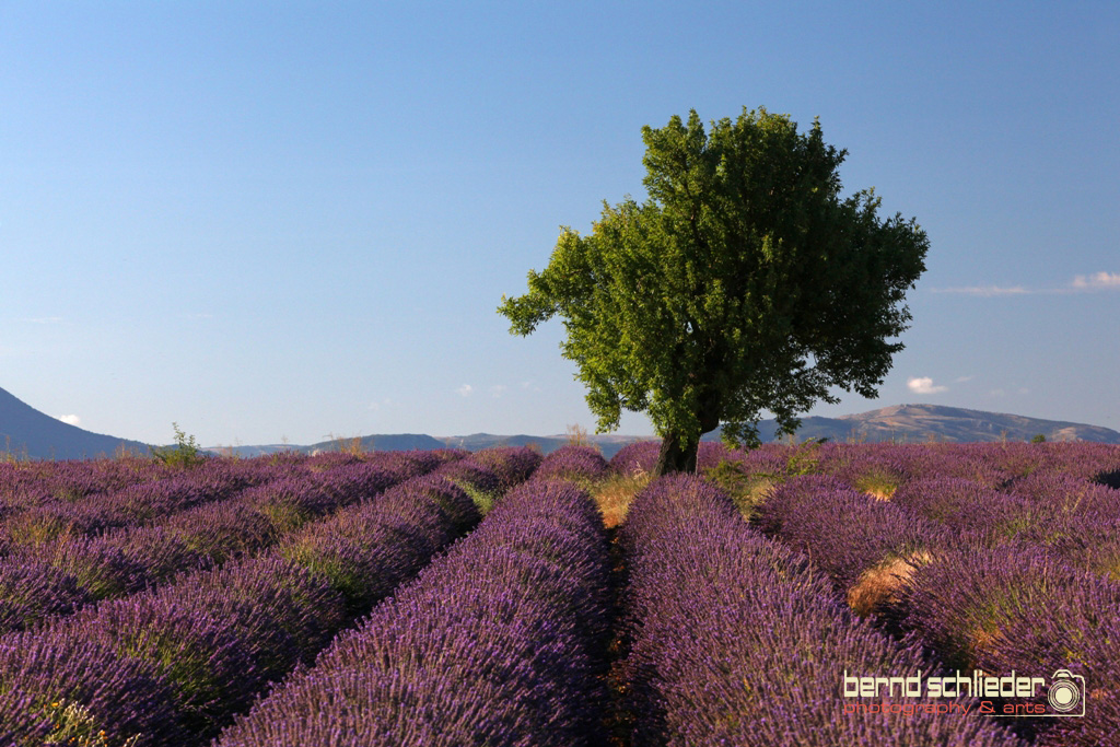 Lavendelrausch in der Provence