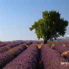 Lavendelrausch in der Provence