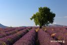 Lavendelrausch in der Provence von Bernd Schlieder 