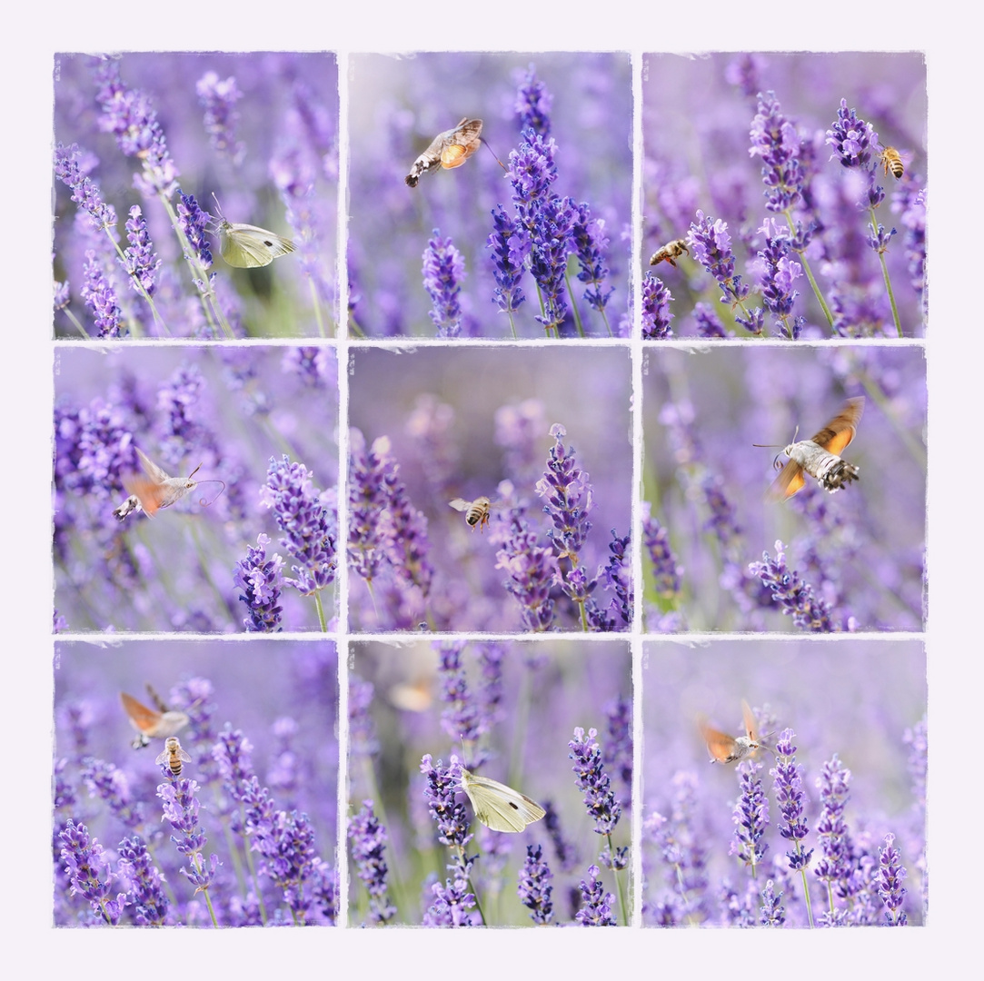Lavendelschwärmereien