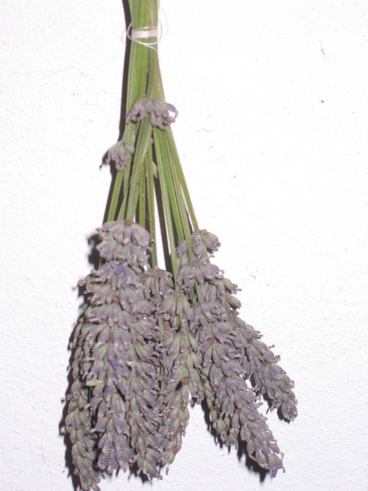 Lavendelzauber