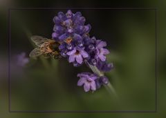 LAVENDELZEIT