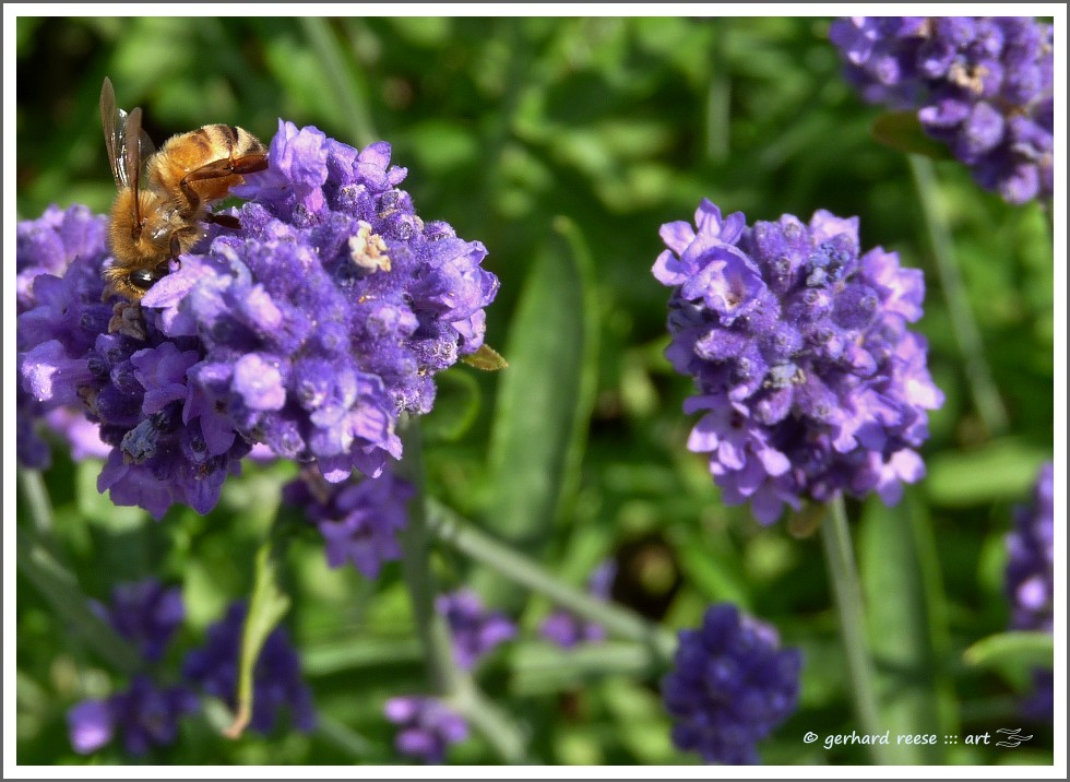 Lavendelzeit - die Bienchen freuen sich...........