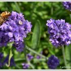 Lavendelzeit - die Bienchen freuen sich...........