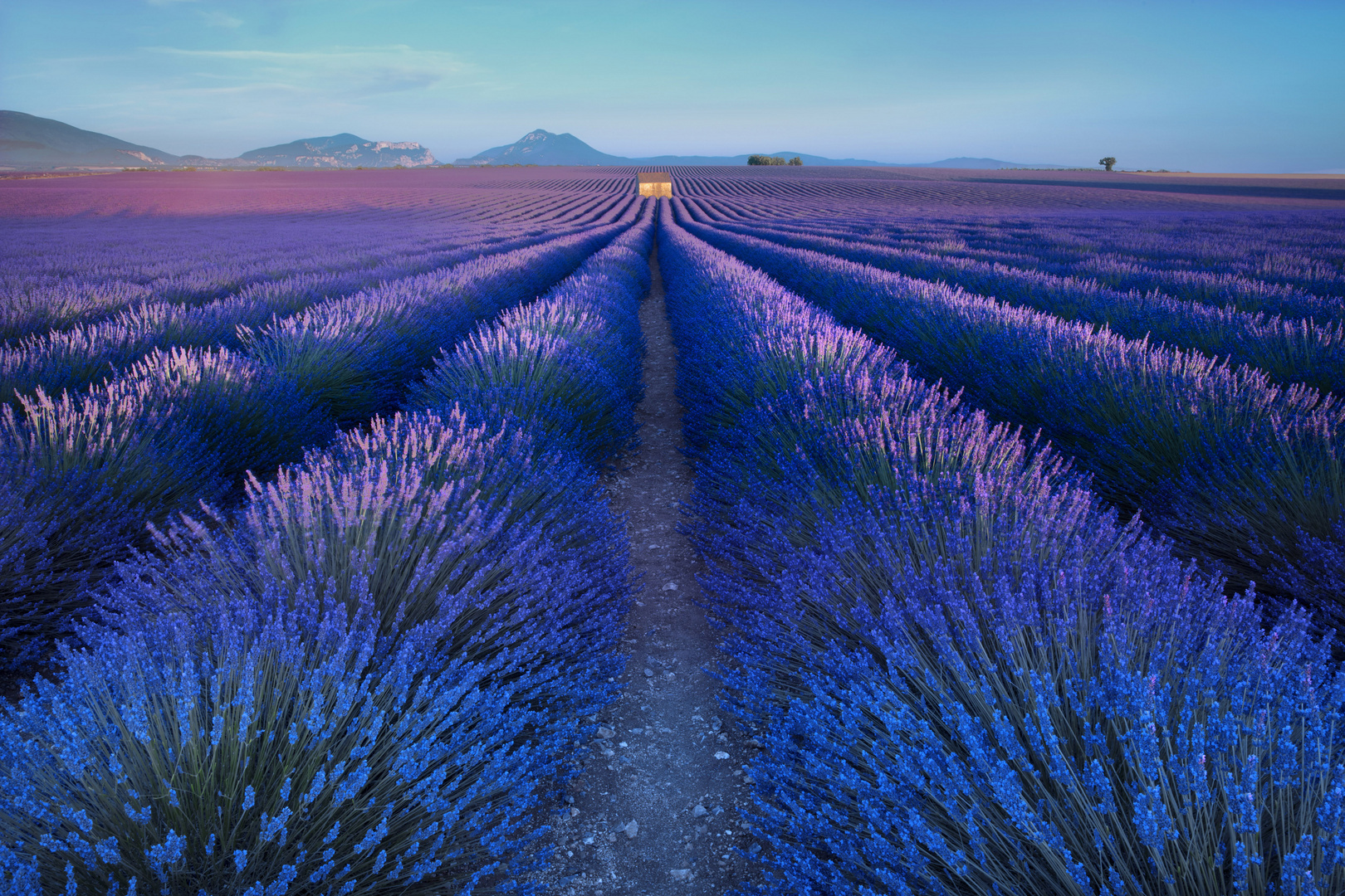 Lavendelzeit Provence