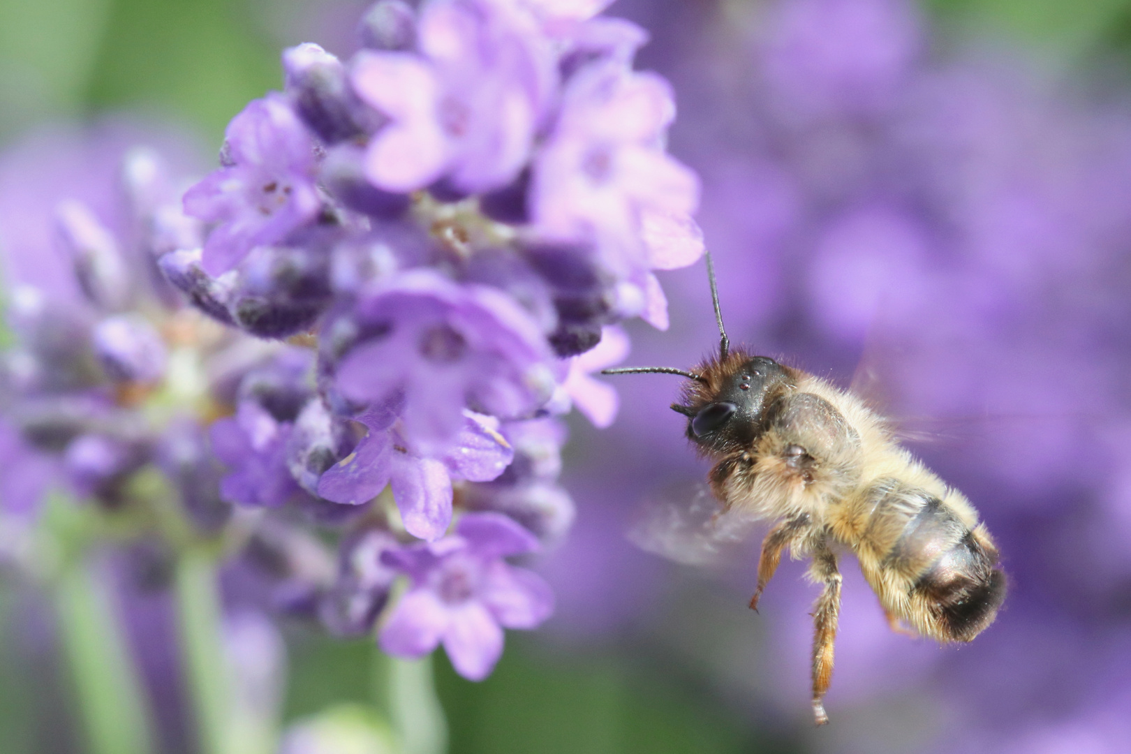 lavendelzeit...insektenzeit