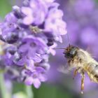 lavendelzeit...insektenzeit