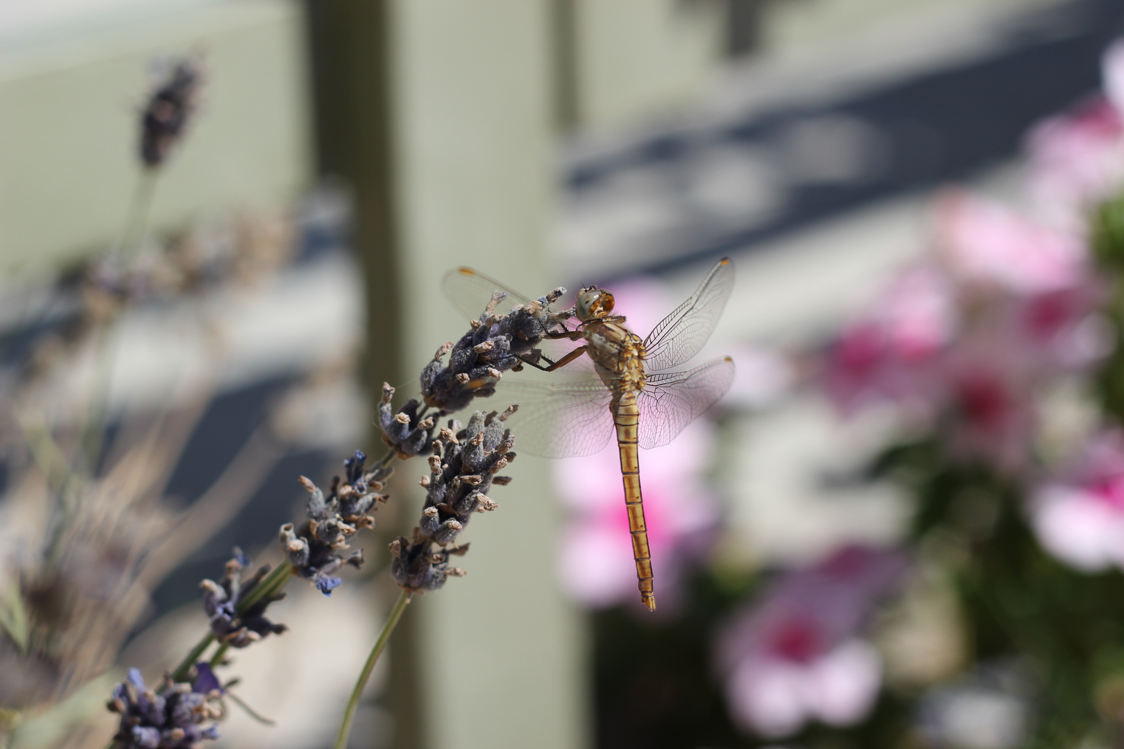 lavender