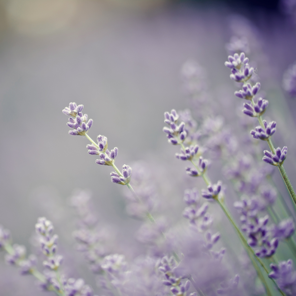 Lavender