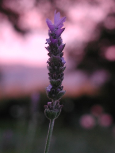 Lavender