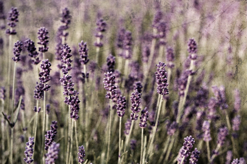 Lavender