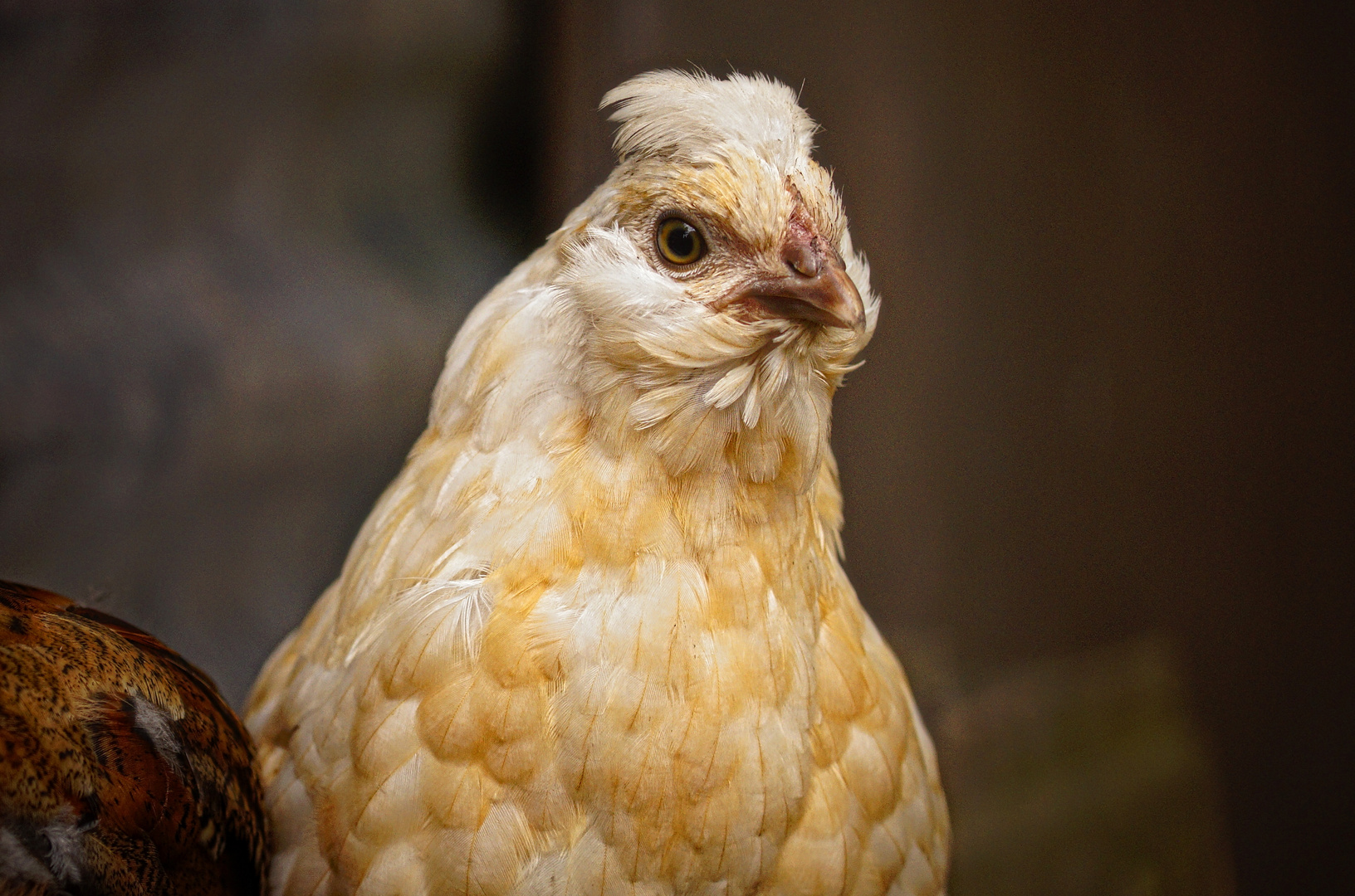 Lavender Araucana Mix