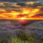 Lavender at sunset