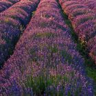 *lavender at sunset*