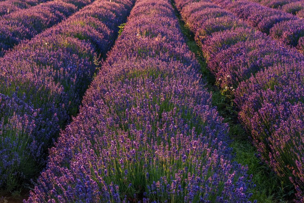 *lavender at sunset*