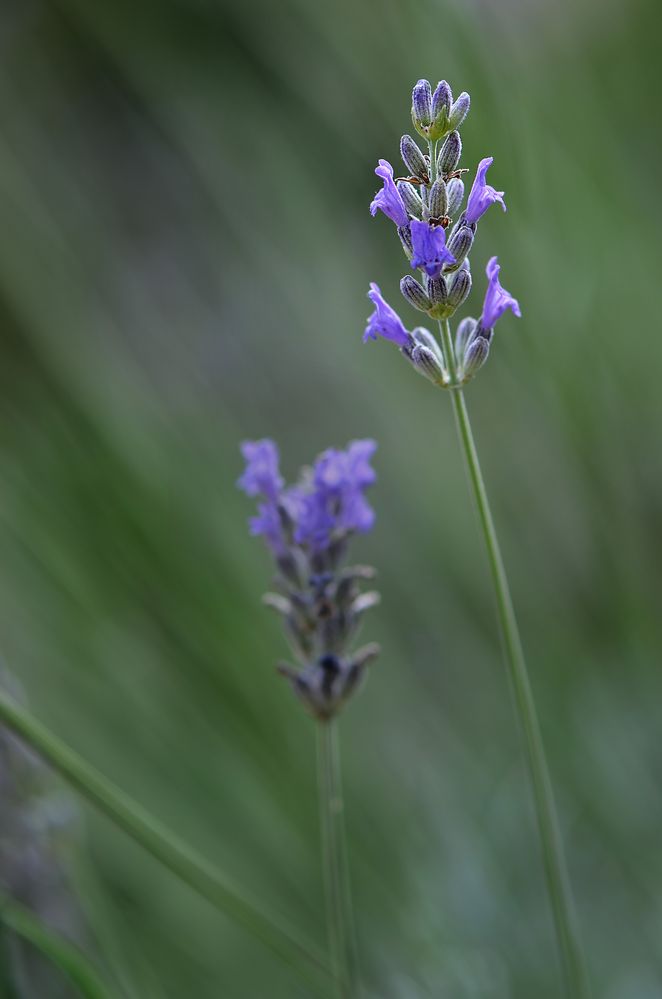 Lavender...