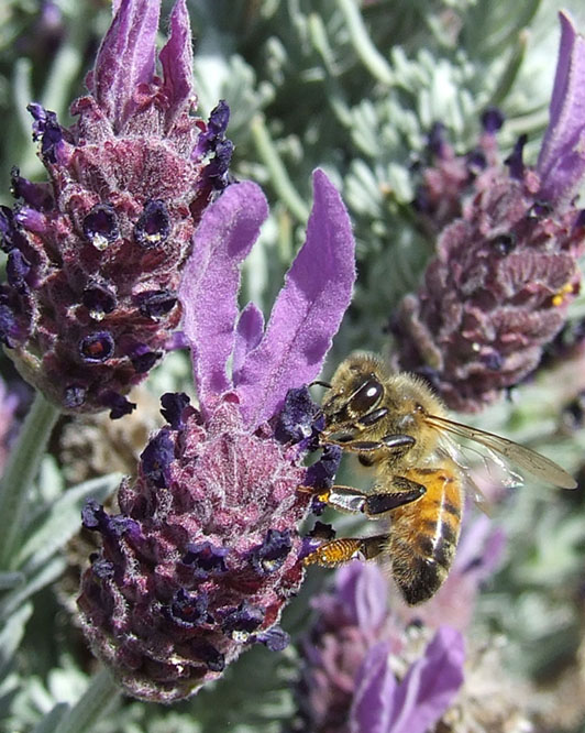 Lavender Bee