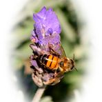 Lavender Bee