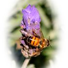 Lavender Bee