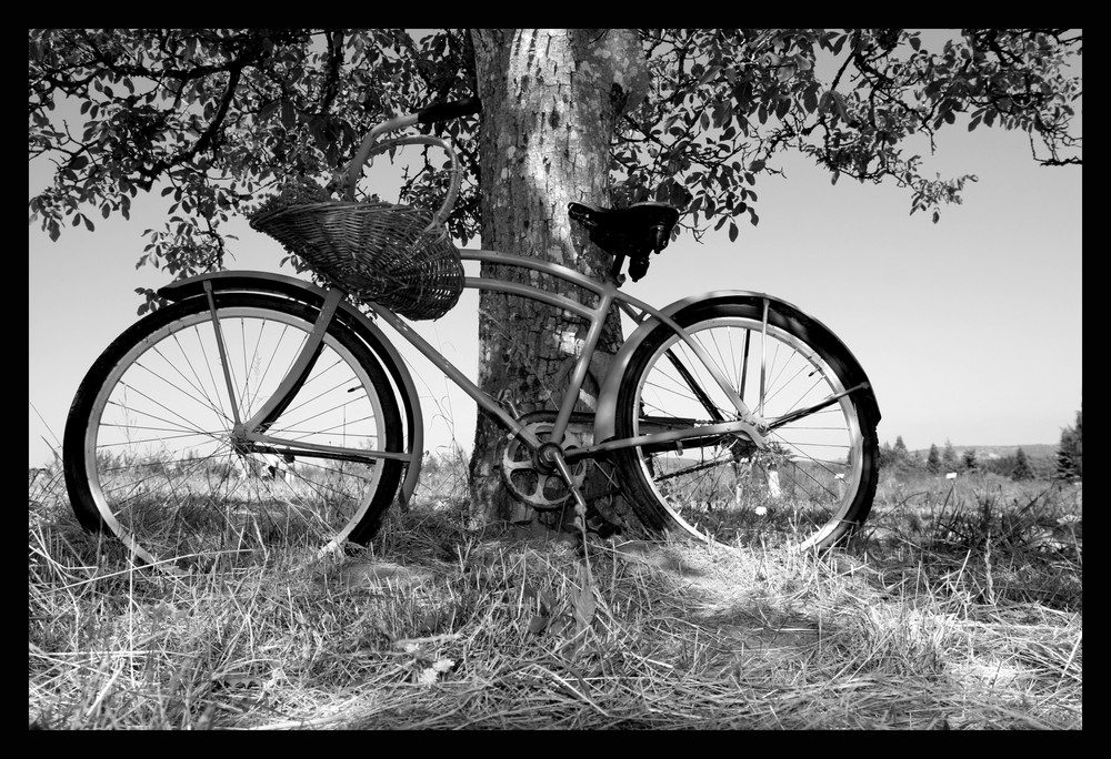 Lavender Bike