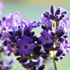 Lavender Blossom