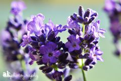 Lavender Blossom